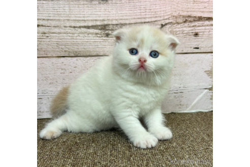 販売中の兵庫県のスコティッシュフォールド-48639